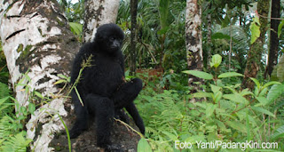 Taman Nasional Siberut, Alami Penuh Satwa - PLH Indonesia
