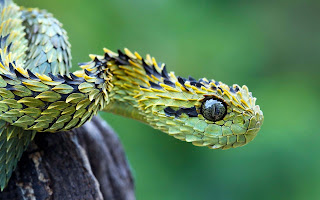 Amazing snake blur wallpapers Amazing snake blur wallpapers