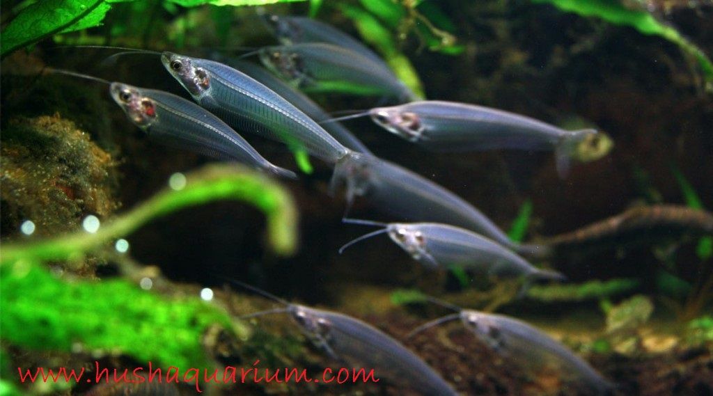 Ikan Lele Kaca, Yuk Lihat Keindahan Dan Cara Merawatnya Gambar Serta Foto Ikan Lele Kaca, Yuk Lihat Keindahan Dan Cara Merawatnya