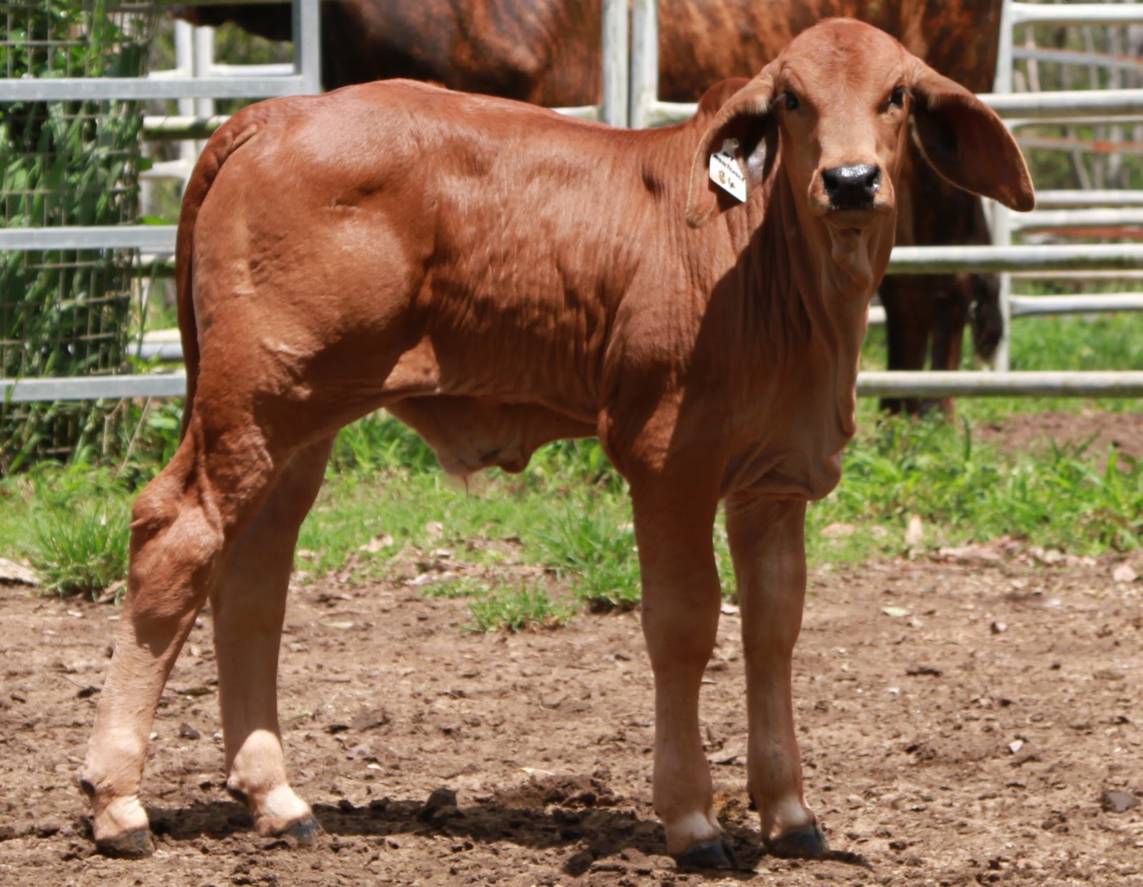Lindley Park Brahmans IVF Calves