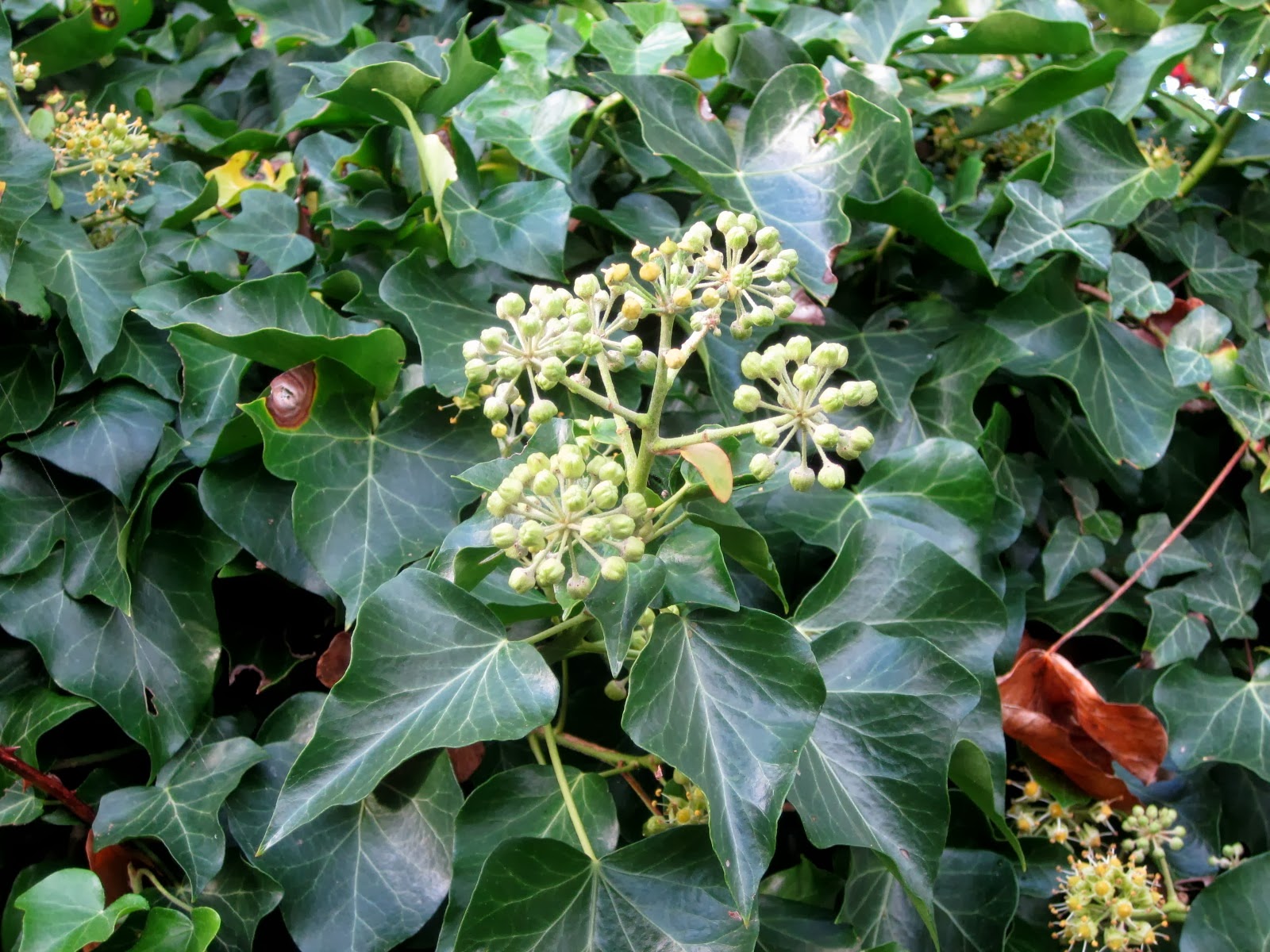 Filnore Woods Blog Ivy flowers