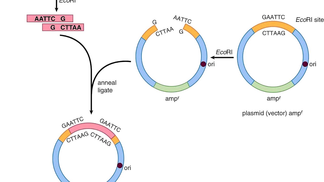 Insulin Insulin Insulin Choices