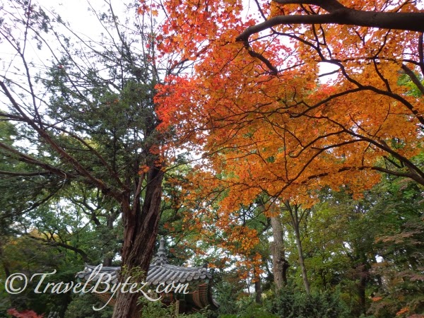 Changdeokgung Palace (창덕궁) and Secret Garden Tour in Autumn! 