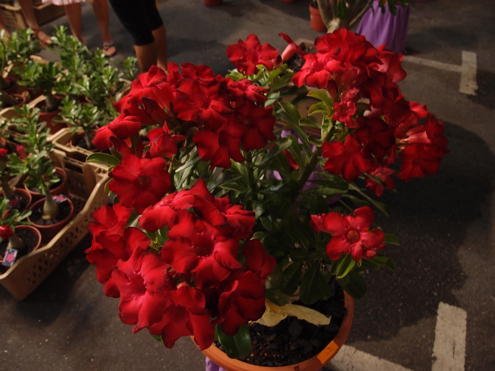 Xing Fu DIFFERENT TYPES OF PROSPERITY FLOWERS