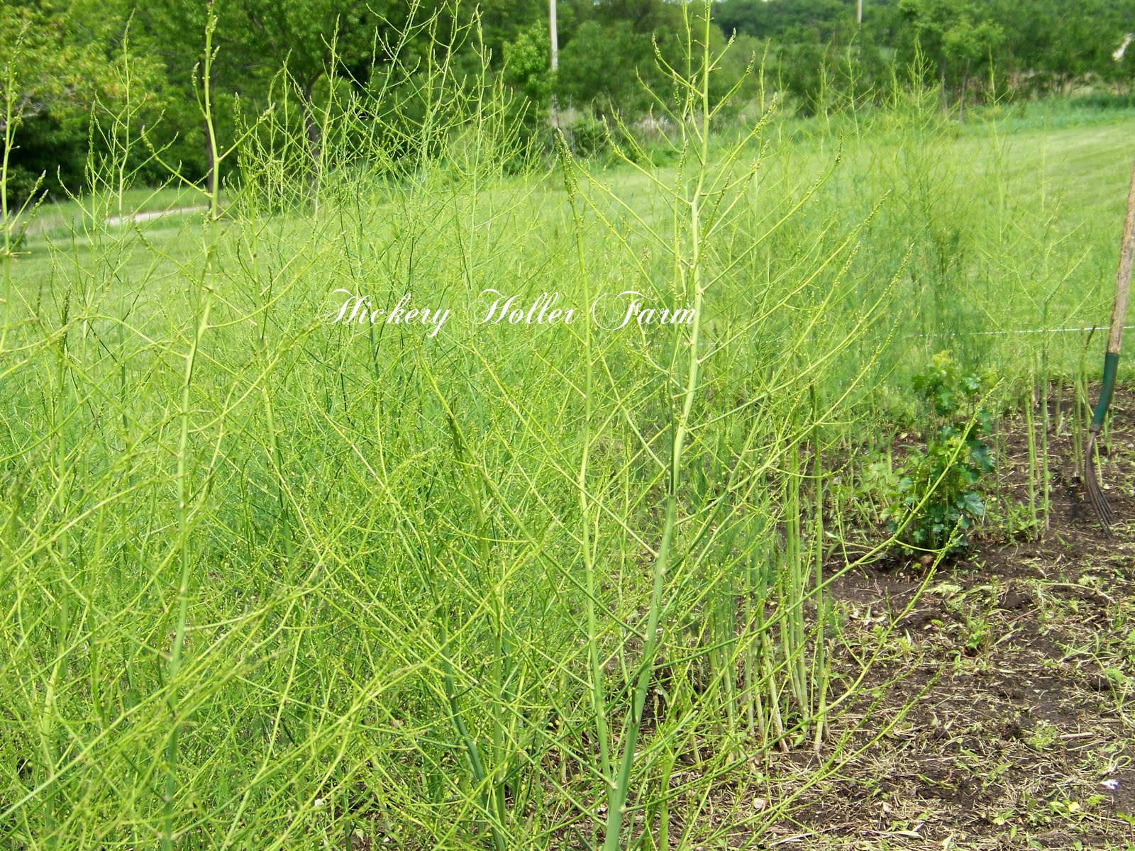 Hickery Holler Farm Everything Asparagus