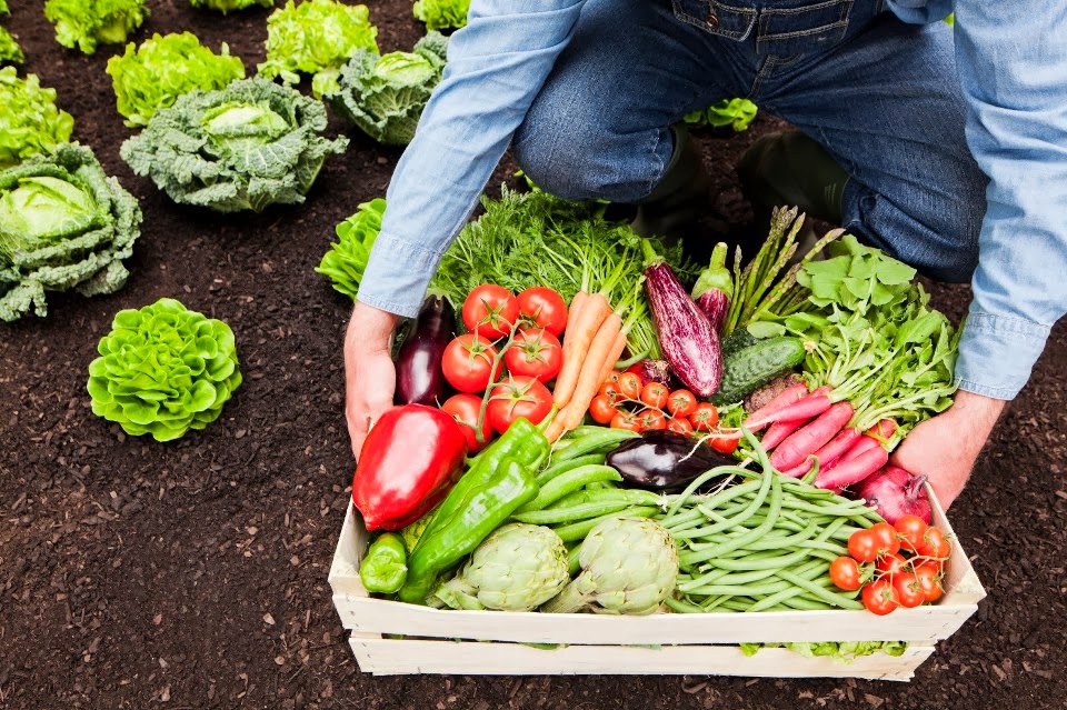 Cuales son los alimentos complementarios en edad escolar