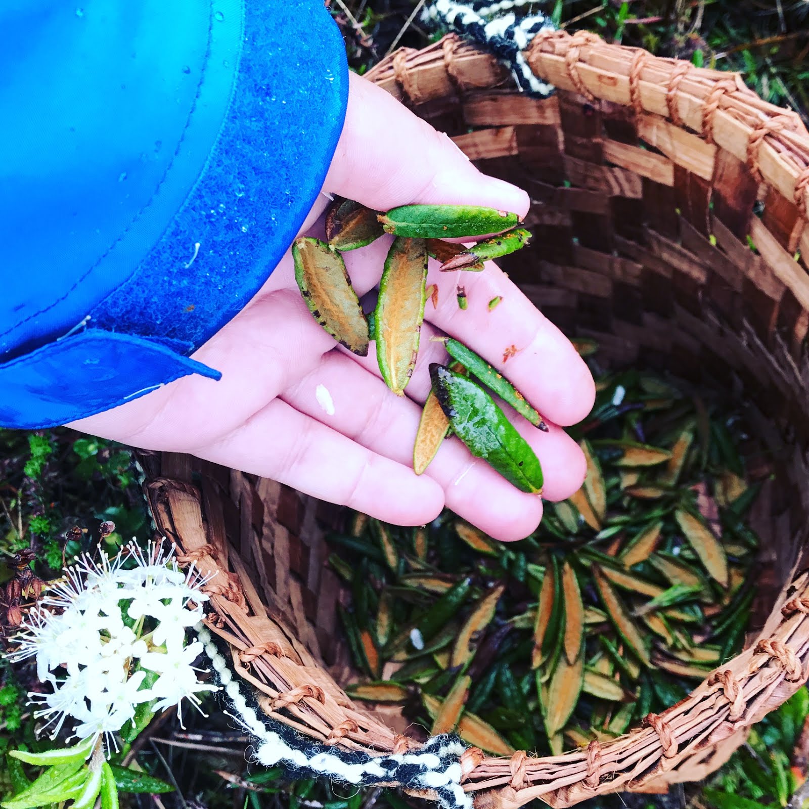Gathering Hudson Bay Tea