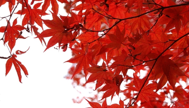 Consulti e trattamenti del naturopata Consulti e trattamenti di naturopatia