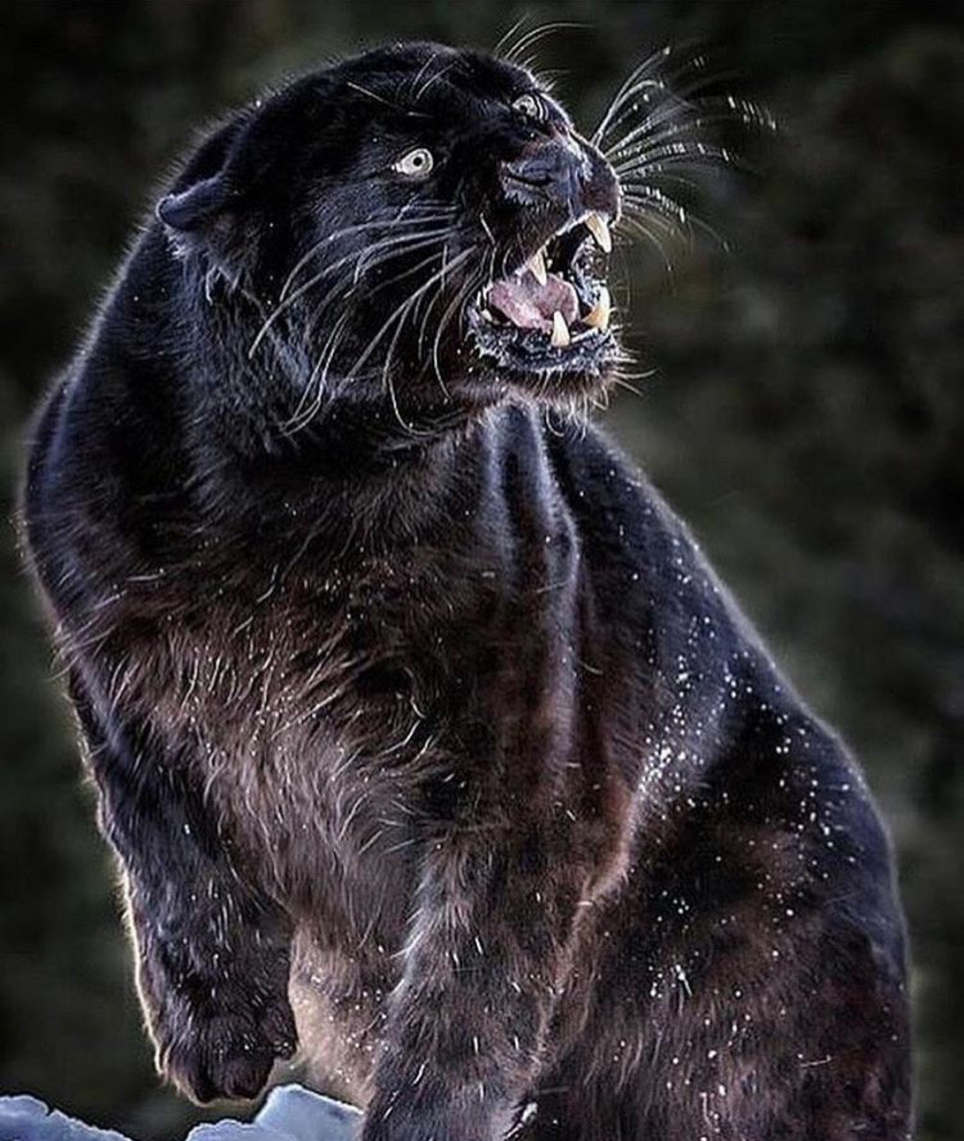 SPIRITS OF THIS WORLD: THE SPIRIT OF JAGUAR