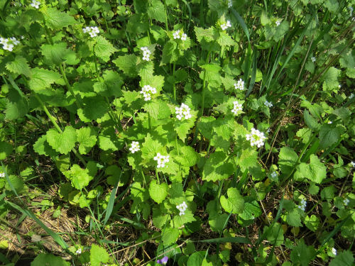 garlic mustard