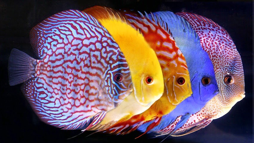 Cara Merawat Dan Budidaya Ikan Discus Ikan Discus merupakan salah satu spesies ikan air tawar Cara Merawat Dan Budidaya Ikan Discus