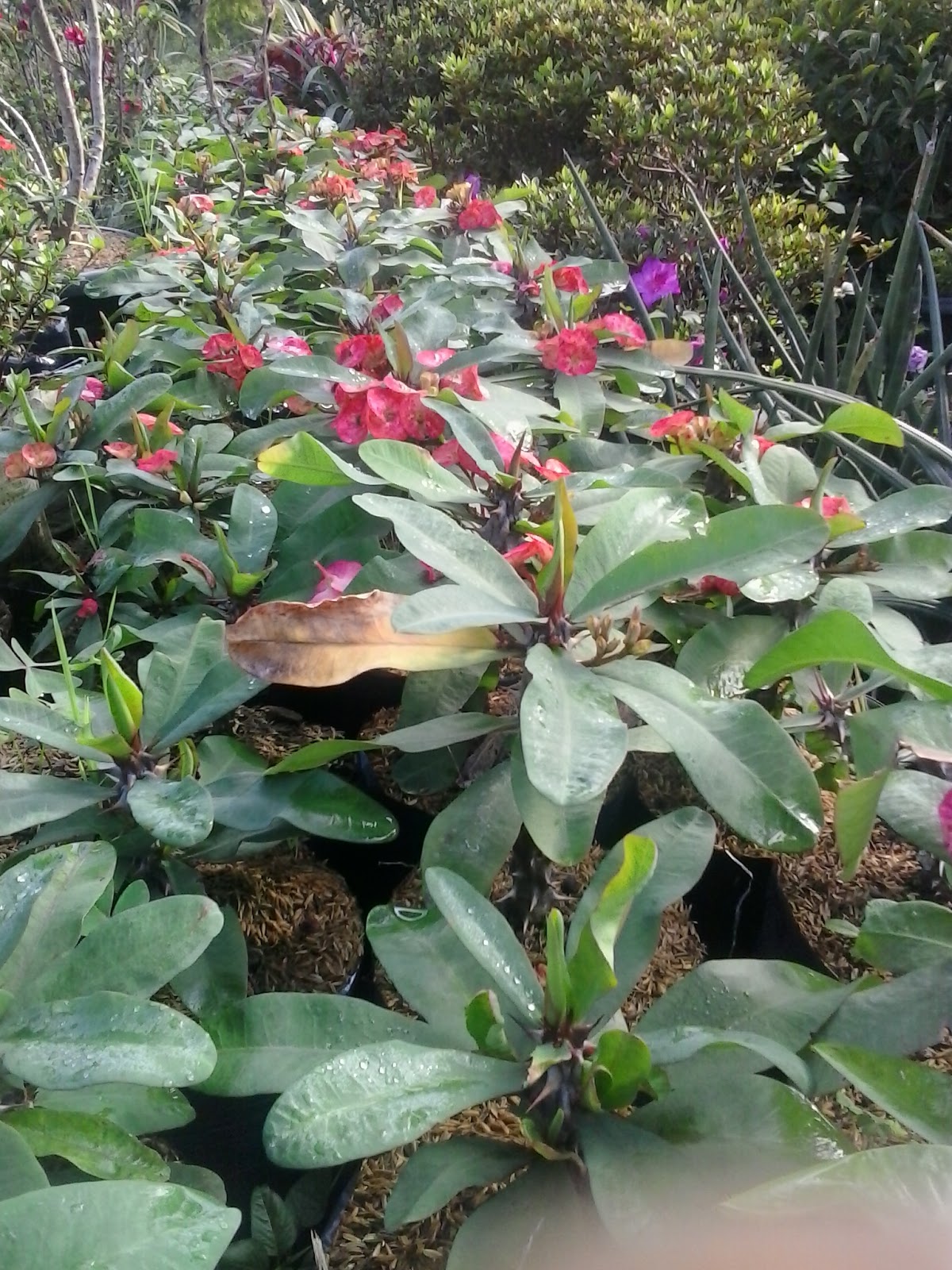 Tren Untuk Harga Tanaman Euphorbia - Bunga Hias