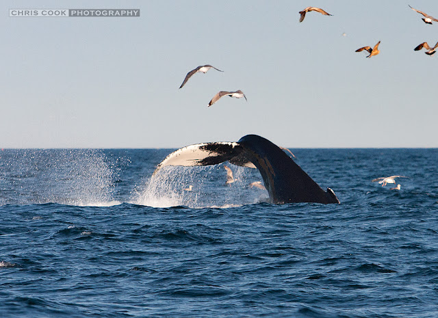 Cape Cod wedding blog photo from Chris Cook Photography about Humpback whale off Chatham