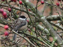 rainy birds flycatcher apples flicker withered shafted along might tree been road looking