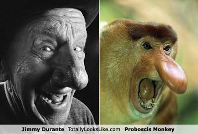 Funny Pics: Funny Proboscis Monkey Images