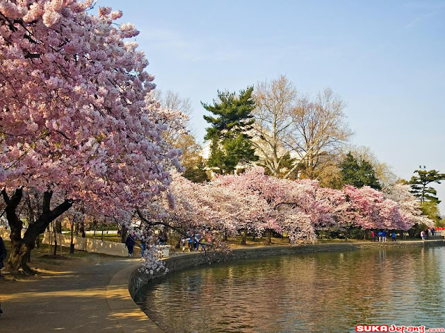 Wallpaper Wallpaper Bunga Sakura Cantik Banget