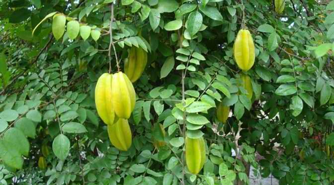 Lá khế trị nổi mề đay