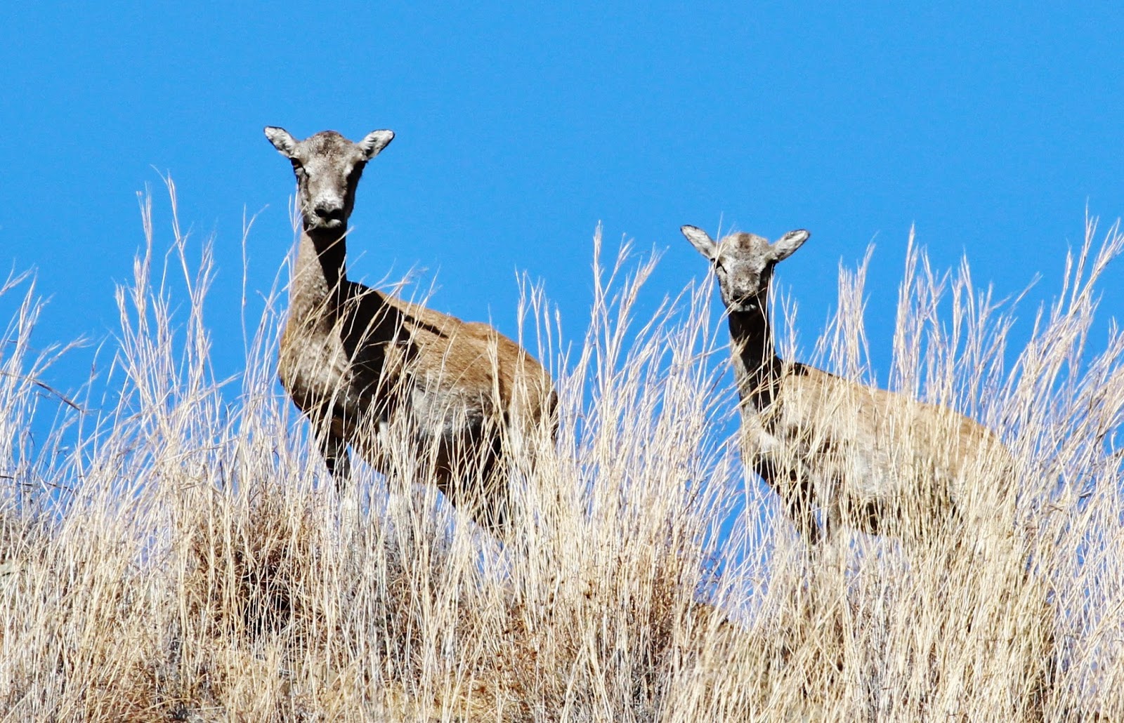 Cyprus Birding Tours And Wildlife Tours Around Cyprus Ten minutes documentary (in the wild