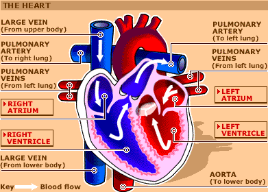 Heart Diagram Blood Flow