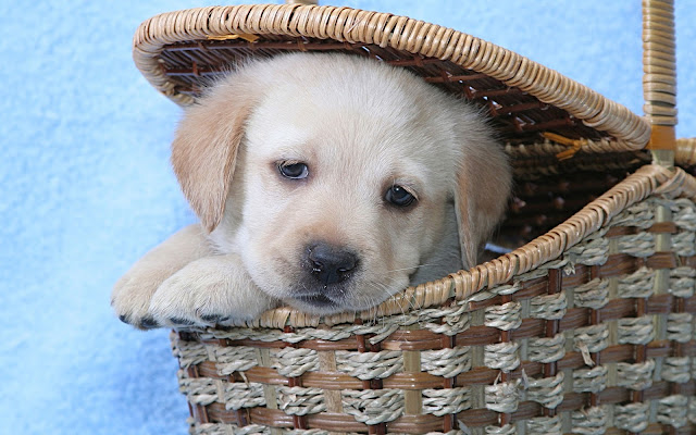 Labrador puppy sitting in a basket