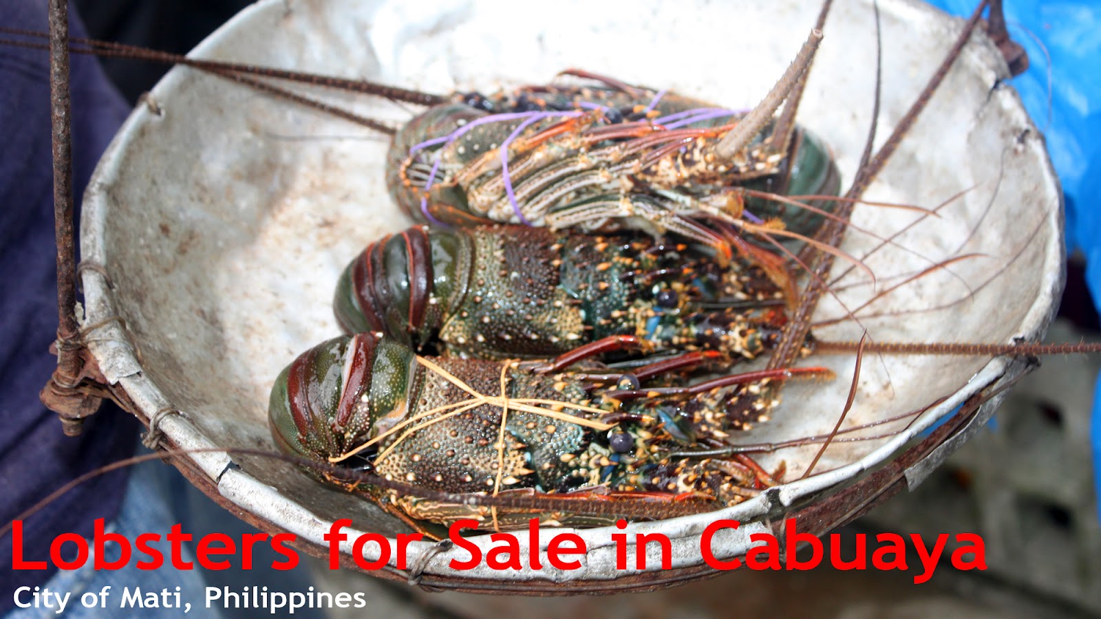 Things to Buy Lobsters for Sale in Cabuaya Mesmerizing Mati