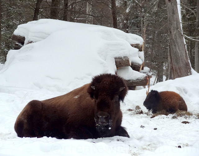 parc omega in winter