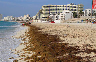 Necesarios fondos federales para limpie sargazo de playas