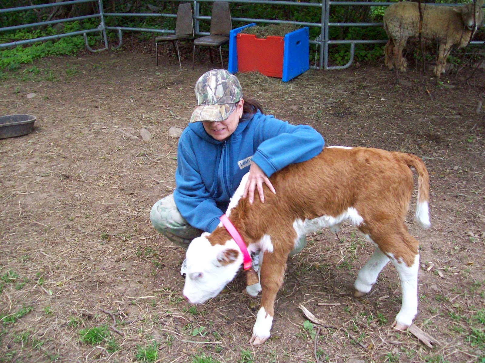 Small Talk Ideas of Worth HOW TO RAISE A BABY COW
