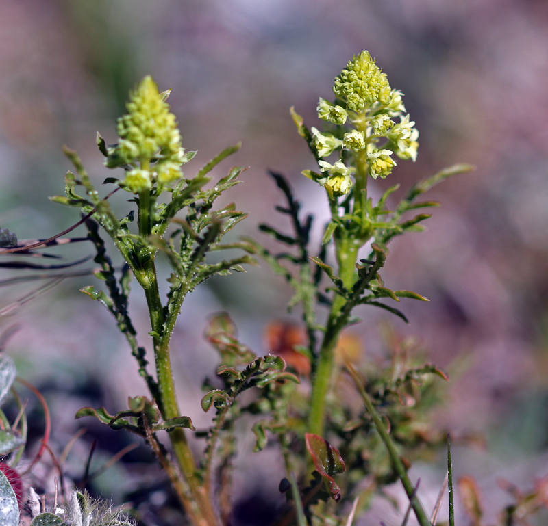 Orchids and Chalk Grassland Flowers East Kent 29/04/17