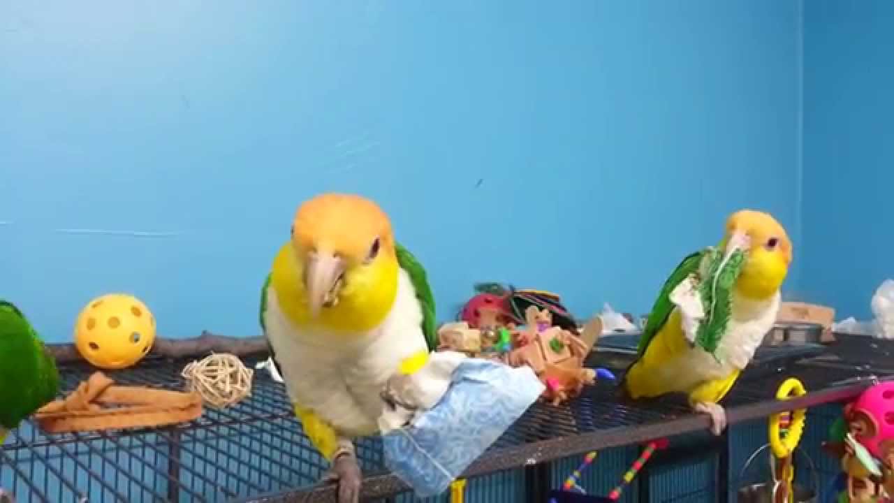 Bird In Everything Bird Foraging