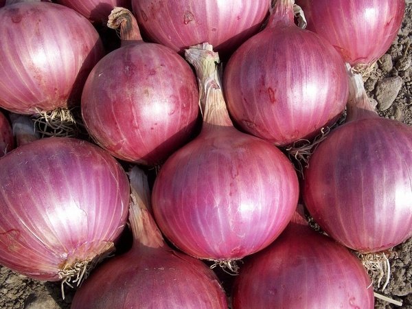 14 Khasiat Bawang Merah Untuk Kesehatan, Jerawat, Mata, Jantung, Otak, dll 14 Khasiat Bawang Merah Untuk Kesehatan, Jerawat, Mata, Jantung, Otak, dll