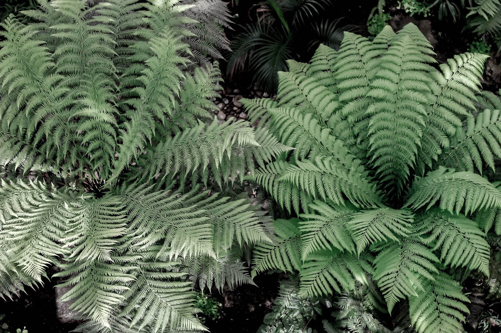 Kew Gardens Temperate House Kew Gardens 2018 Reopened Temperate House
