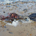 Graphic images show rotting body of 'dead mermaid' washed up on beach
