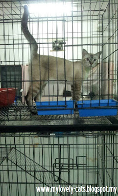 pemilik baru pemilik baru