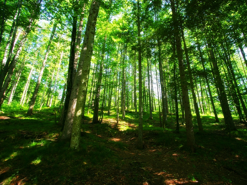 DICOVERY CHANNEL: Forest pics | Forest hd pics |Forest Wallpapers