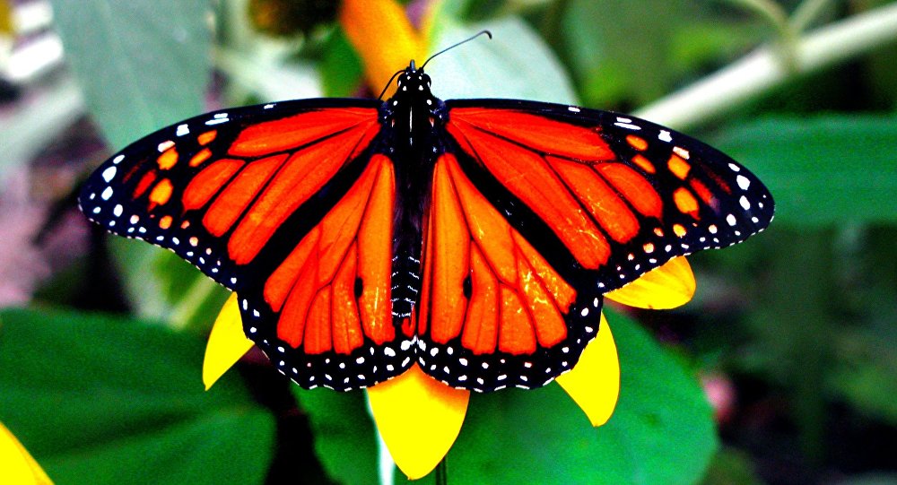 AulaTicBio: Mariposa Monarca, (Danaus plexippus)
