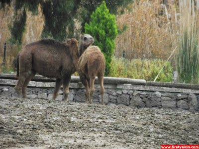 Fotoğraflarla İzmir Doğal Yaşam Parkı Çektiğim fotoğraflar, kişisel yazılar, Kişisel Yayınlar, old,