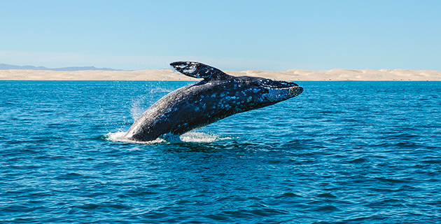 LOS MEJORES LUGARES DEL MUNDO: SANTUARIO DE BALLENAS