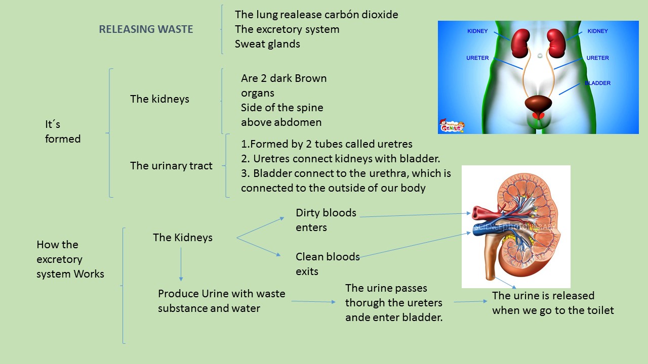 Esquemas de Natural Science 4º Primaria UNIT 4 RESPIRATION