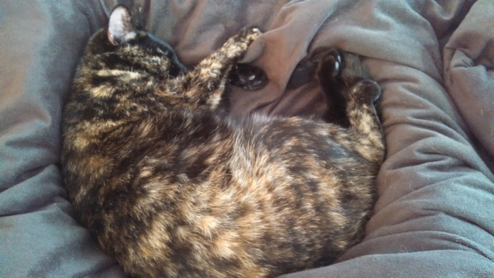 Samurai Knitter Blanket hog.