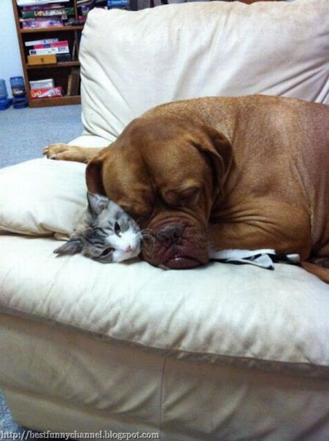 Dog and cat sleeping together.