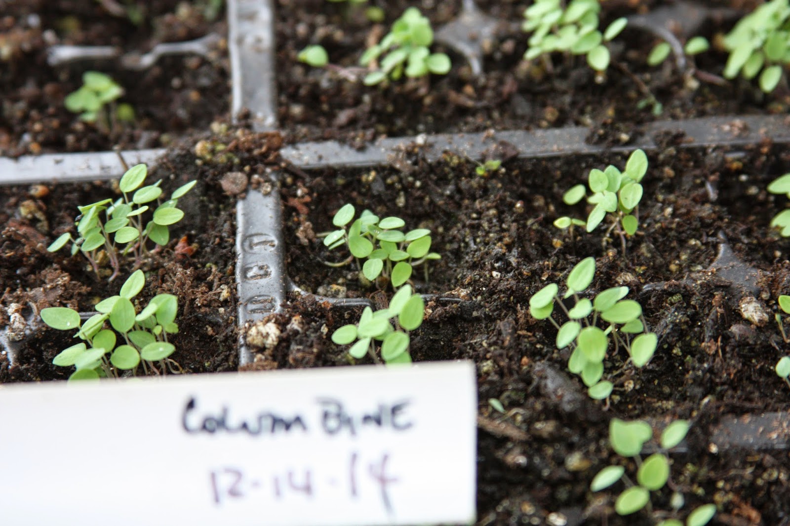 How We Do It Seedlings growing and hardening off before planting