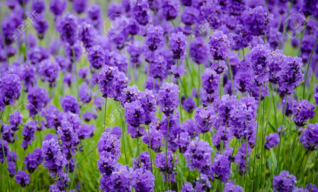  Gambar  Bunga  Lavender Yang Sangat Indah Kumpulan Gambar 