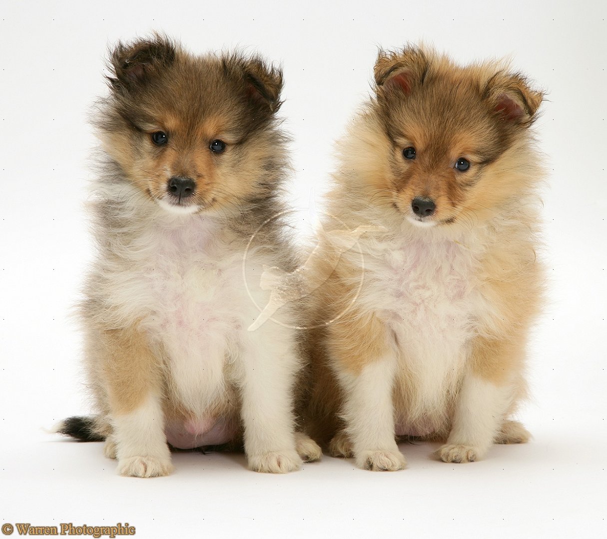 Cute Puppy Dogs Shetland Sheepdog Puppies Cute Puppy Dogs Shetland Sheepdog Puppies