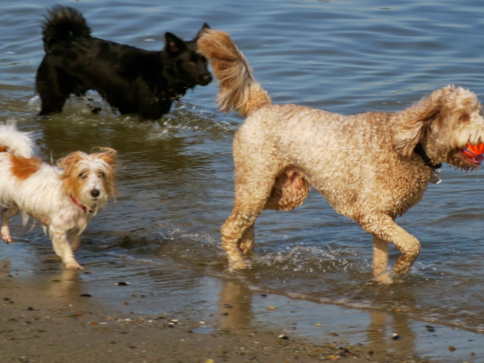 Walking With Freddie Cops, Critics, Cancer Close Encounters at the