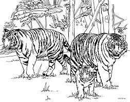 Wild Tiger Familly Coloring Pages At Forest Wild Tiger Familly Coloring Pages At Forest