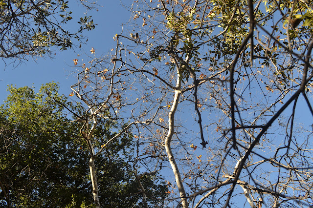 branches of the sycamore