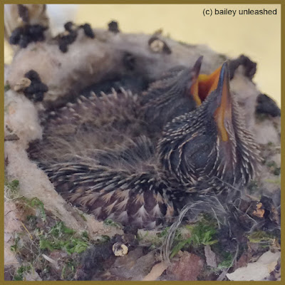 baby hummingbirds | via baileyunleashed.com