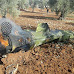 Syrian SS-21 failed to explode and crashed into the ground near Daraa