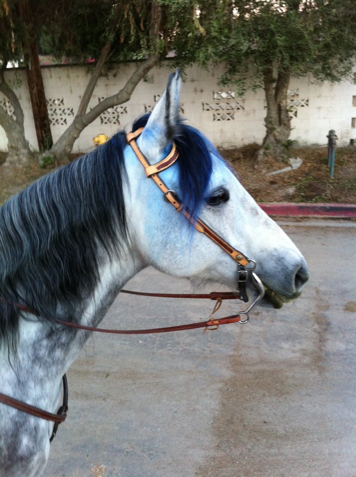 The Horse Junkie Dip Dyed Rio!